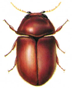 Cigarette Beetle (Lasioderma serricorne)