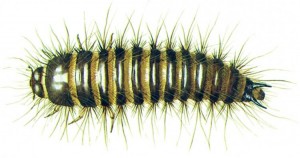 Larder Beetle Larvae (Dermestes lardarius)