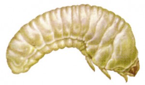Lesser Grain Borer Larvae (Rhizopertha dominica)